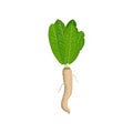 Horseradish. Horseradish root with green tops Royalty Free Stock Photo